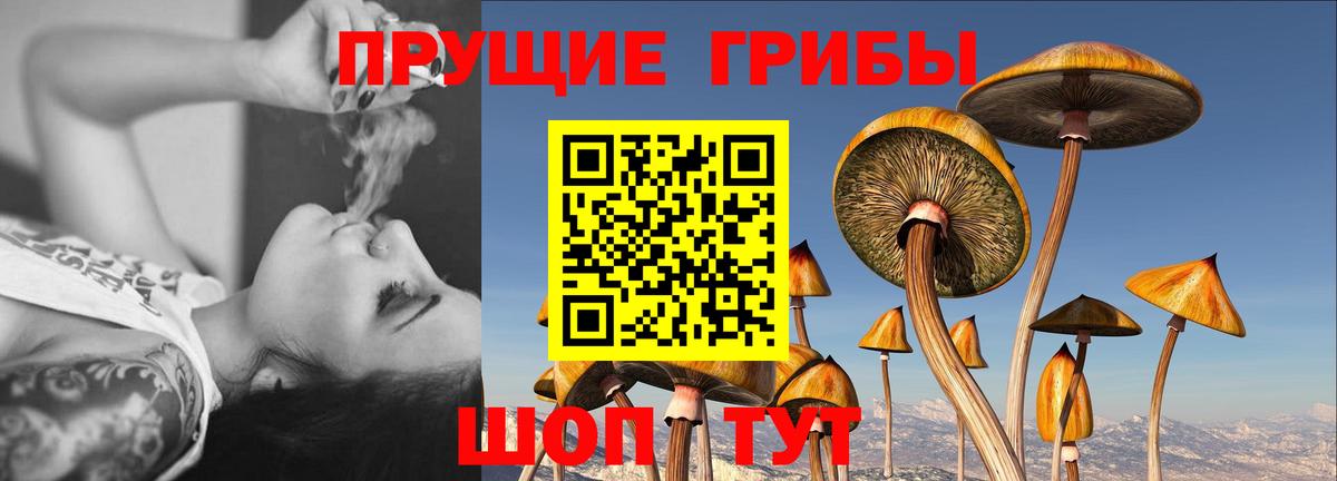 Псилоцибиновые грибы GOLDEN TEACHER  Вход с VPN  Галлюциногенные грибы GOLDEN TEACHER  Луга 
